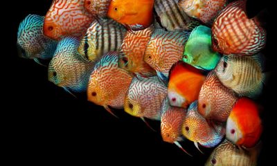 Discus Fish Ultimate Care Guide: The King Of The Aquarium?