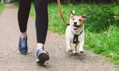 Beat the Obesity Epidemic and Be a Better Paw-rent by Working Together With Your Dog